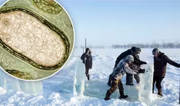 What Is Zombie Virus: Preventive Steps Against This Viral Spread What Is Zombie Virus: Preventive Steps Against This Viral Spread